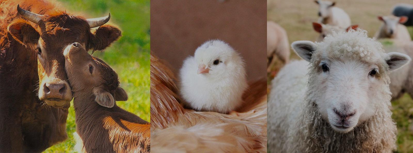 Happy farm animals in the field